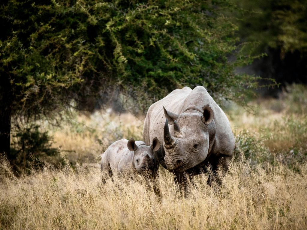 Kruger NP neushoorns Zuid Afrika groepsrondreis 1